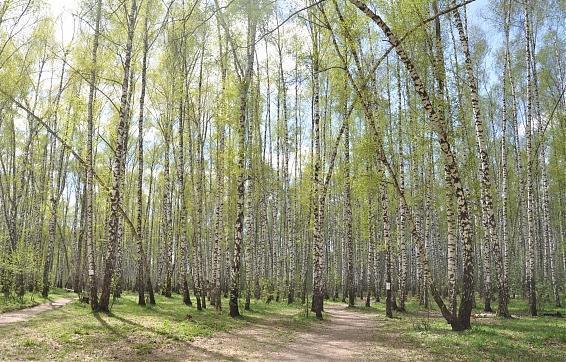 ЖК Европейский, лесопарковая зона вблизи жилого комплекса, фото 2 Квартирный контроль
