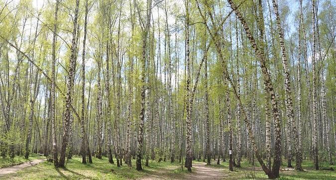ЖК Европейский, лесопарковая зона вблизи жилого комплекса, фото 2 Квартирный контроль