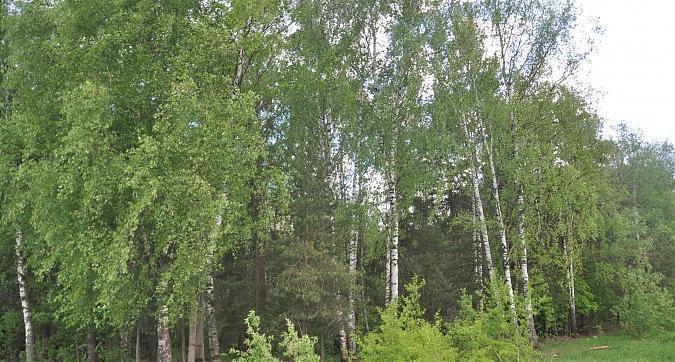 ЖК Новая Алексеевская Роща, лесопарковая зона вблизи жилого комплекса Квартирный контроль
