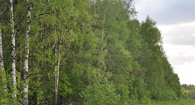 ЖК Новая Алексеевская Роща, лесопарковая зона вблизи жилого комплекса, фото 2 Квартирный контроль